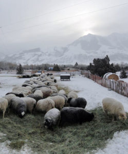 raising-sheep-for-meat-icelandic-sheep-flock